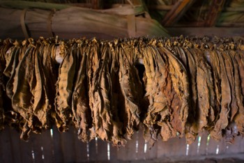 Tabaco Burley - Proceso de secado