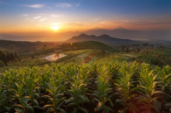 Plantación de tabaco